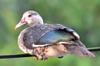 Eastern spot-billed duck 花嘴鴨