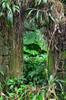next photo: Doorways to the jungle