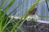 next photo: Butterfly on chive flower