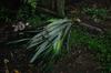 next photo: Pineapply plant and its long sawlike leaves.