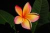 A frangipani flower just past its peak