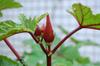 next photo: Red okra  starts flowering