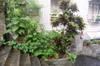 next photo: Stairway planter gardening with tomato trees
