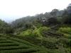 next photo: tea farming on the 106乙