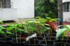 next photo: Red velvet okra seedlings