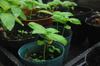 next photo: Sweet basil seedlings