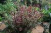 next photo: Red amaranth