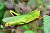 next photo: Gigantic grasshoppers on the Perilla