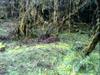 a mossy forest