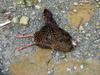 next photo: dead female Swinhoe's Pheasant 藍腹鷴 (lán fù xián) Lophura swinhoii