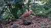 Malaysian Night Heron 黑冠麻鷺 (hēi guān má lù) Gorsachius melanolophus