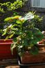 next photo: Red leaf amaranth