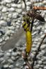 Golden Chaser 樹穴蜻蜓 Lyriothemis flava Oguma