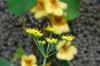 next photo: Bee on dill flower / nasturtium flowers in background