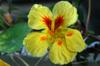 Bright yellow nasturtium flower