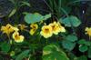 next photo: A whole gaggle of nasturtium flowers