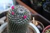 next photo: This little cactus keeps on blooming