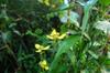 next photo: Yellow iris