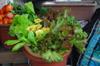 last of the lettuce, cool temperate herbs and nasturtiums