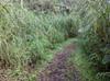 path through the perennial grasses