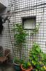 next photo: Trellis for winged beans and morning shade - stacking functions