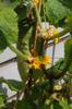 next photo: cucumber with flowers