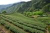 tea cultivation above Pinglin 坪林