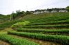 next photo: tea cultivation