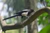 next photo: Common magpie 喜鵲 (xǐquè) Pica pica