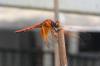 Just emerged red dragon fly