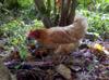 next photo: visiting chicken