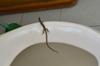 next photo: toilet lizard
