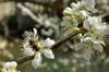 next photo: bee in the plum blossom