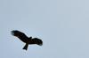 next photo: Black kite 黑鳶 (hēi yuān) Milvus migrans