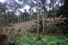 next photo: whacked betelnut grove