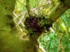 fruiting fig