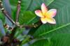 next photo: Plumeria, Frangipani 緬梔花 (miǎn zhī huā)