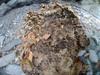 next photo: wasp nest close up
