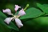 Orchid tree 羊蹄甲 (yáng tí jiǎ) 