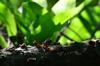 next photo: solar powered fungus