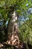 next photo: Chamaecyparis formosensis Matsum. 紅檜 (hóngkuài) Formosan cypress べにひ Meniki