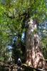 next photo: Chamaecyparis formosensis Matsum. 紅檜 (hóngkuài) Formosan cypress べにひ Meniki