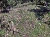 next photo: Area cleared of wild banana to plant native cedar