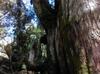 next photo: Chamaecyparis formosensis Matsum. 紅檜 (hóngkuài) Formosan cypress, sometimes Taiwan cypress べにひ Meniki