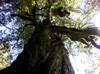 Two giants intertwined: Chamaecyparis formosensis being embraced by another large tree, species yet identified.