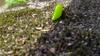 bright green caterpillar