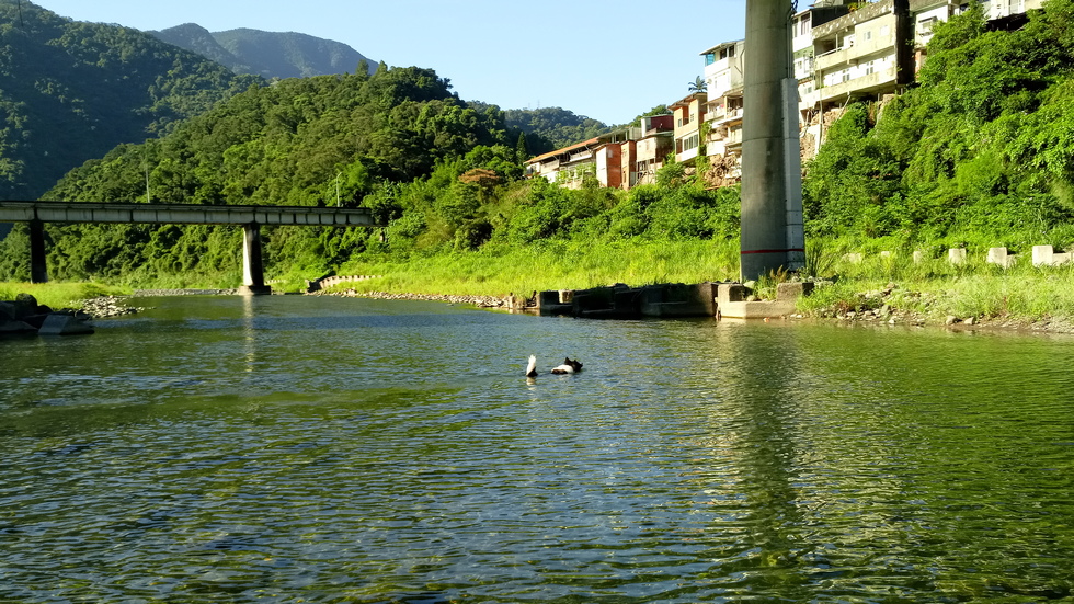 Gweishan 龜山 dog swim IMG_20190731_072149_8
