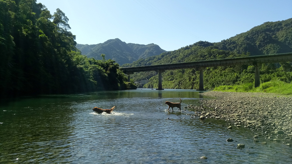 Gweishan 龜山 dog swim IMG_20190731_082657_4