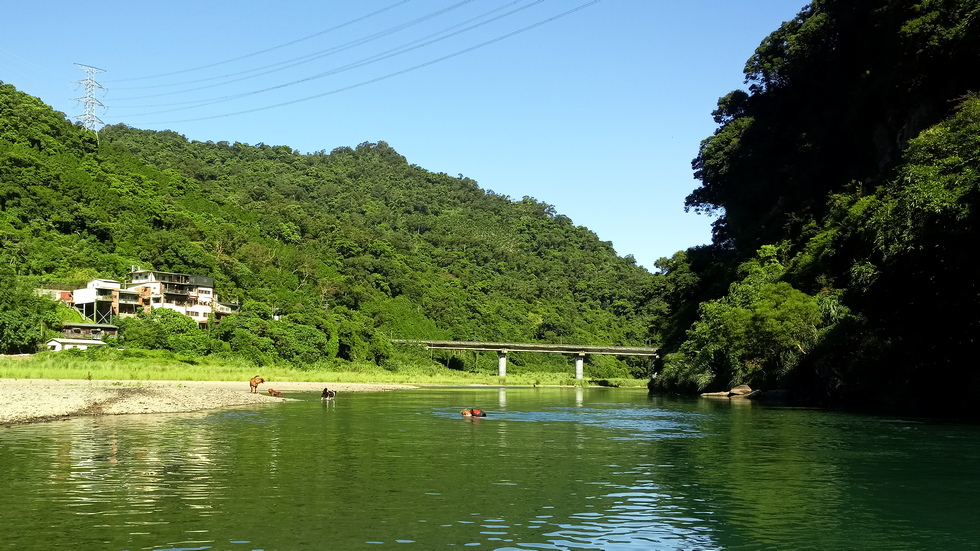 Gweishan 龜山 dog swim IMG_20190731_082827_1
