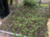 next photo: calendula seedlings